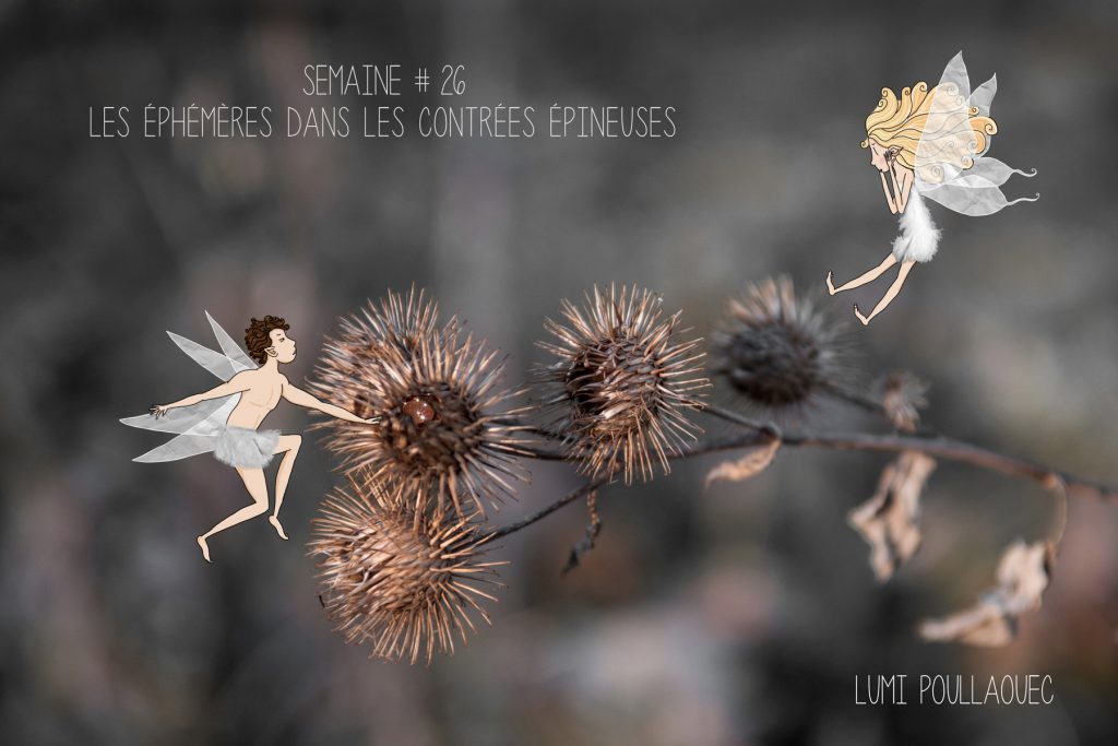 semaine-26