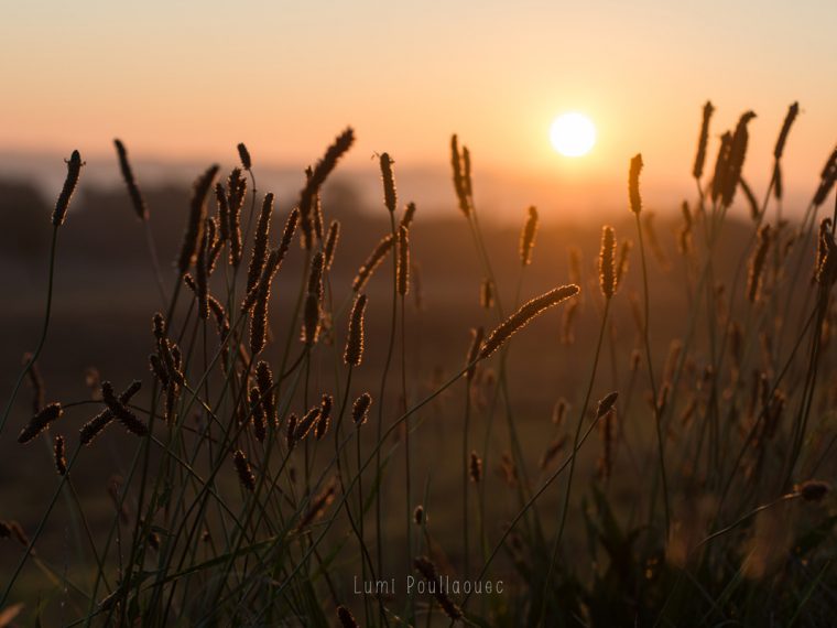Photo prise par Lumi Poullaouec d'un magnifique lever de soleil sur les champs de Seine et Marne.