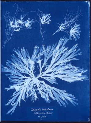 Cyanotype d'algues réalisé par Anna Atkins.