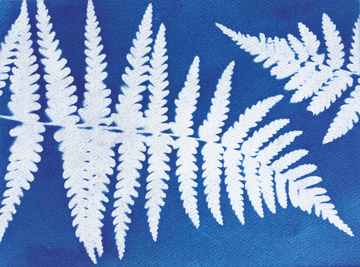 Réaliser un atelier cyanotype avec des enfants